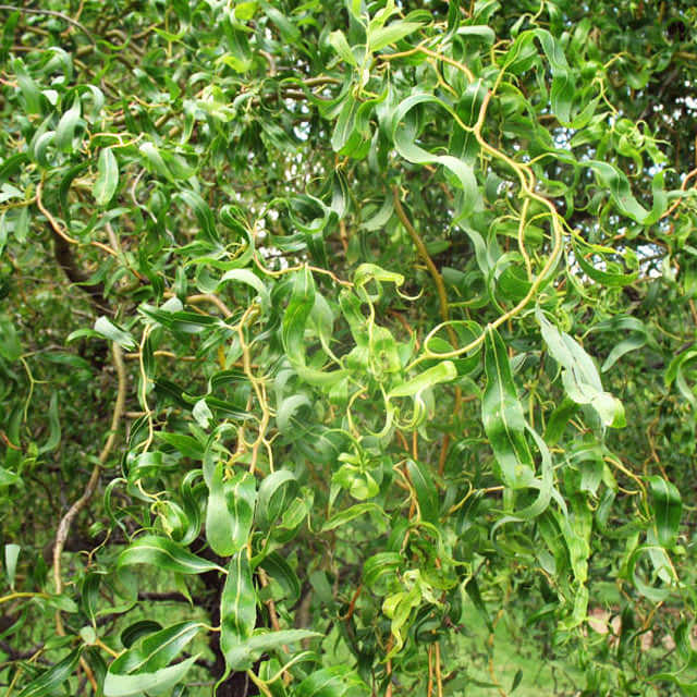 Salix matsudana Drooping Leaves