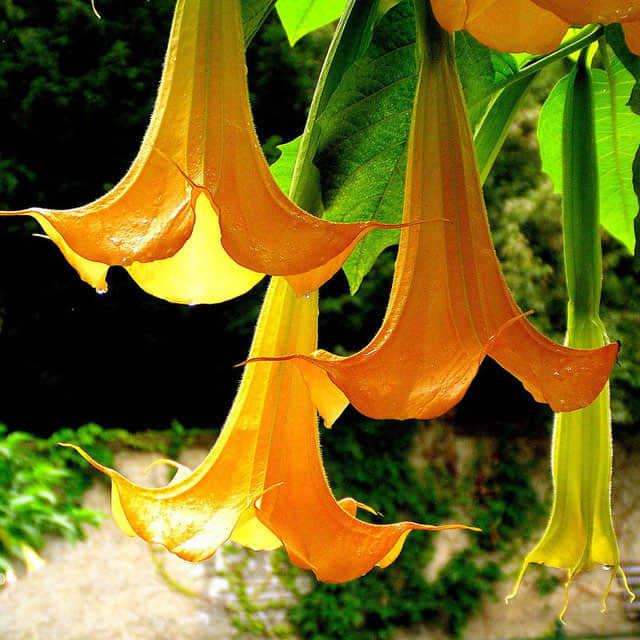 Brugmansia arborea