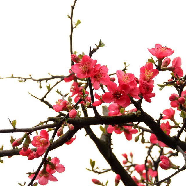Chaenomeles cathayensis