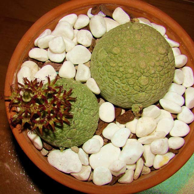 Pseudolithos migiurtinus