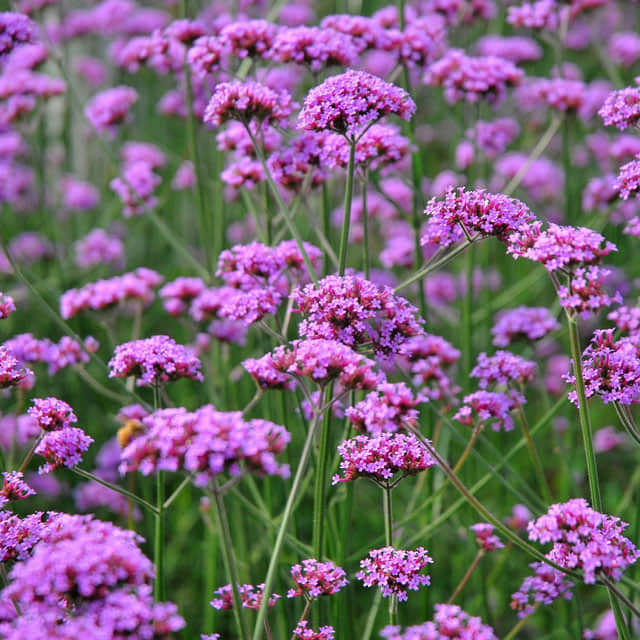 Verbena officinalis