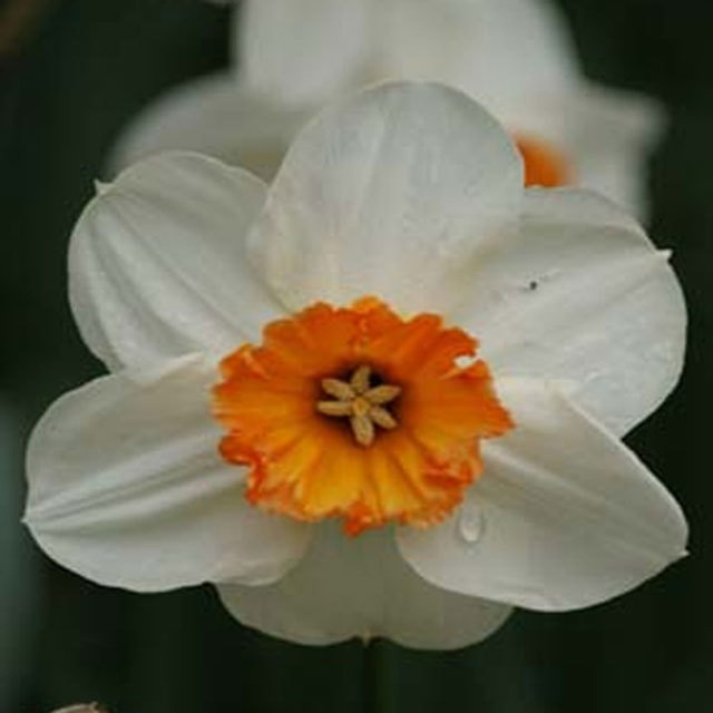 Narcissus Barret Browning