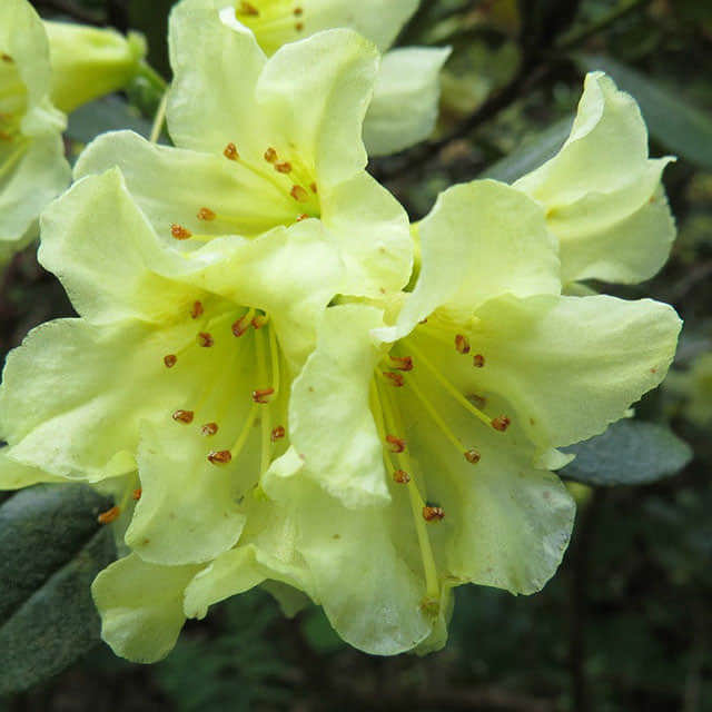 Rhododendron austrinum Fine Webbing