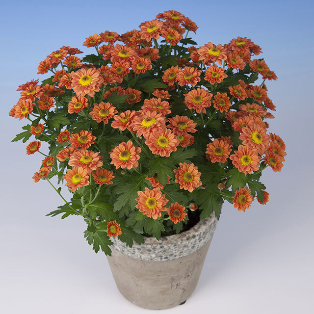 Chrysanthemum Pico Passoa Orange Ragnatele sottili