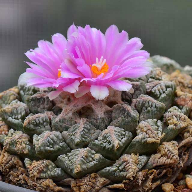 Ariocarpus fissuratus