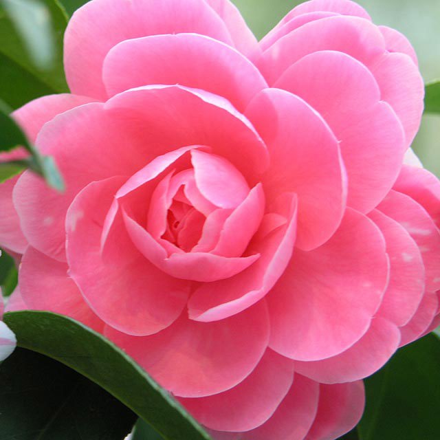 Camellia
