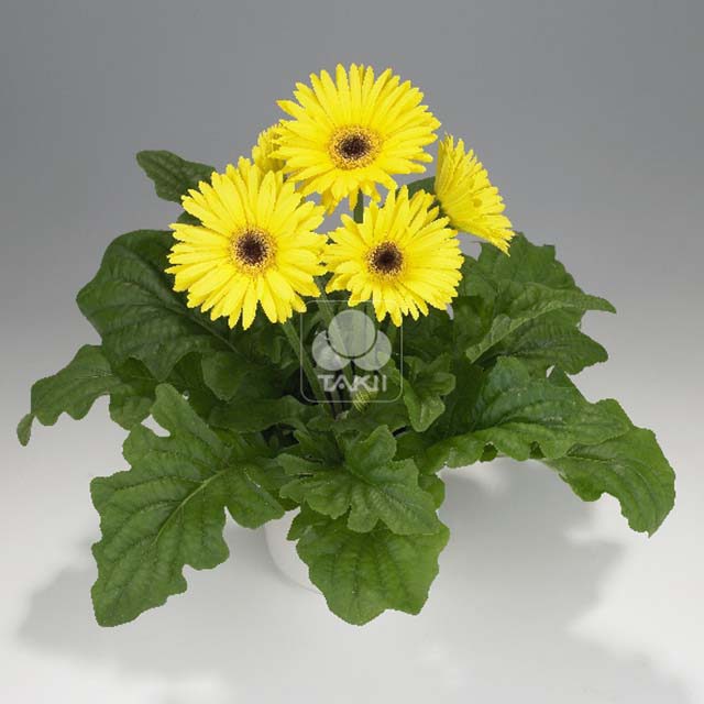 Gerbera jamesonii Royal Yellow 8131 Sticky Leaves