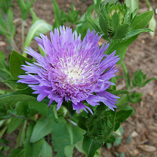 Stokesia laevis
