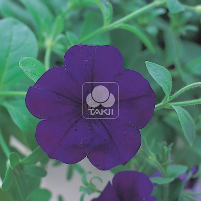 Petunia Opera Supreme F1 Blue Yellow Leaves