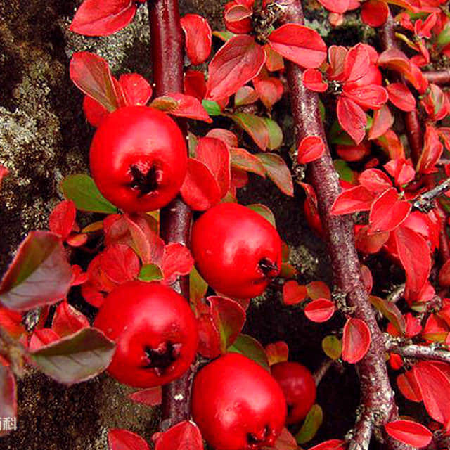 Cotoneaster adpressus