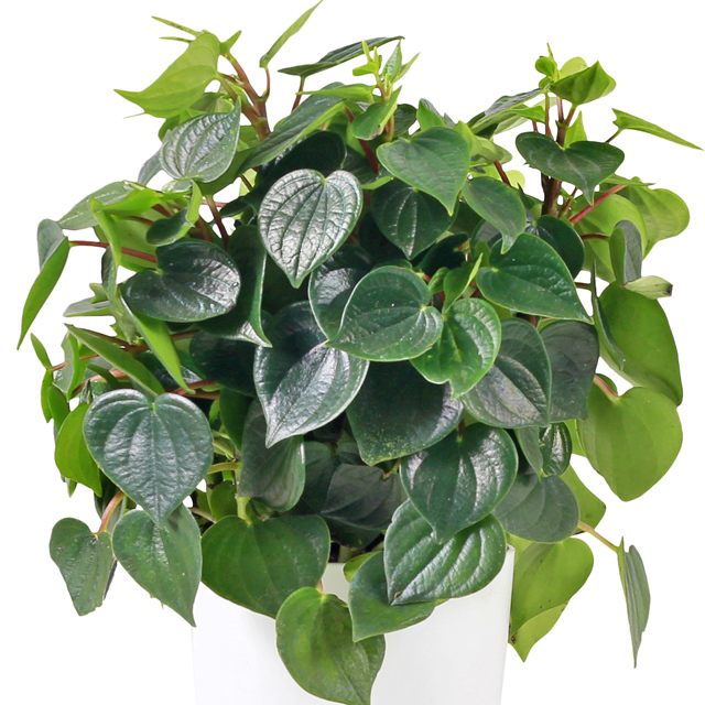 Peperomia Honey Jasper