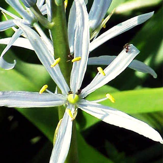 Camassia cusickii