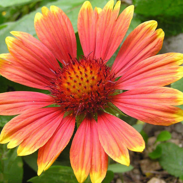 Gaillardia pulchella