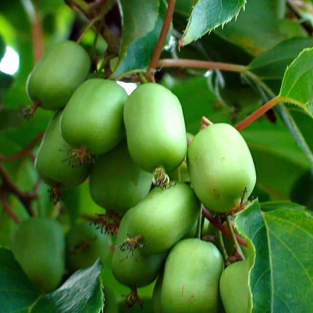 Actinidia arguta