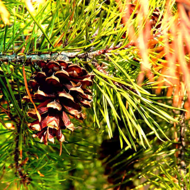 Pinus virginiana