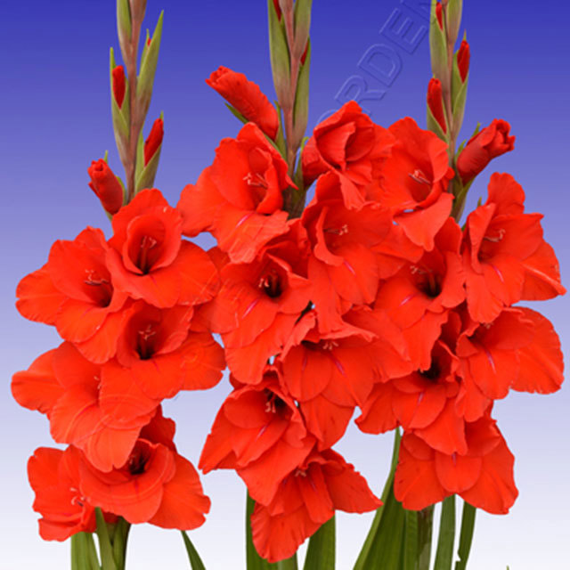 Gladiolus Gleurovision