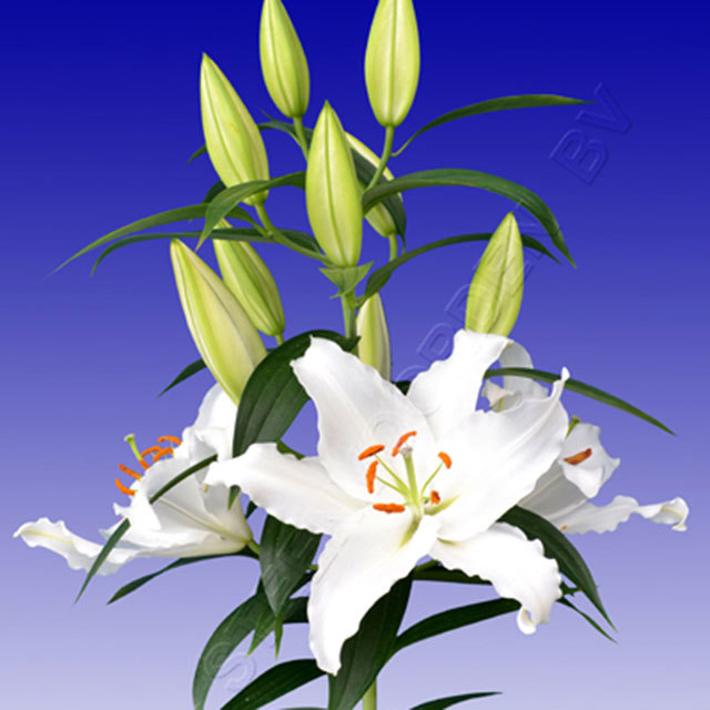 Lily Rodolfa White Cottony Spots