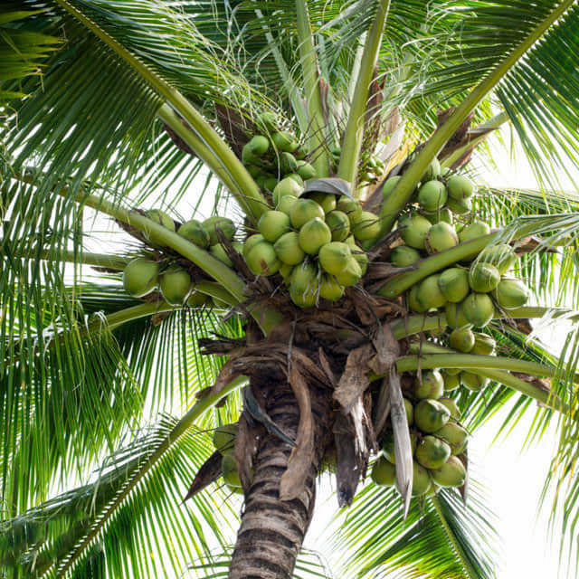 Cocos nucifera