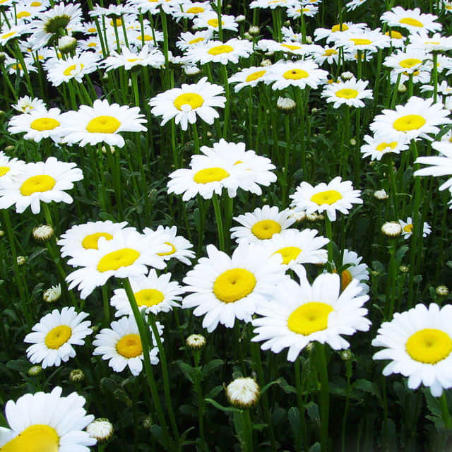 Chrysanthemum nipponicum