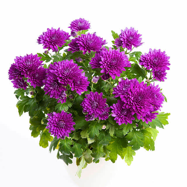Dendranthema grandiflorum Imperial Crystal