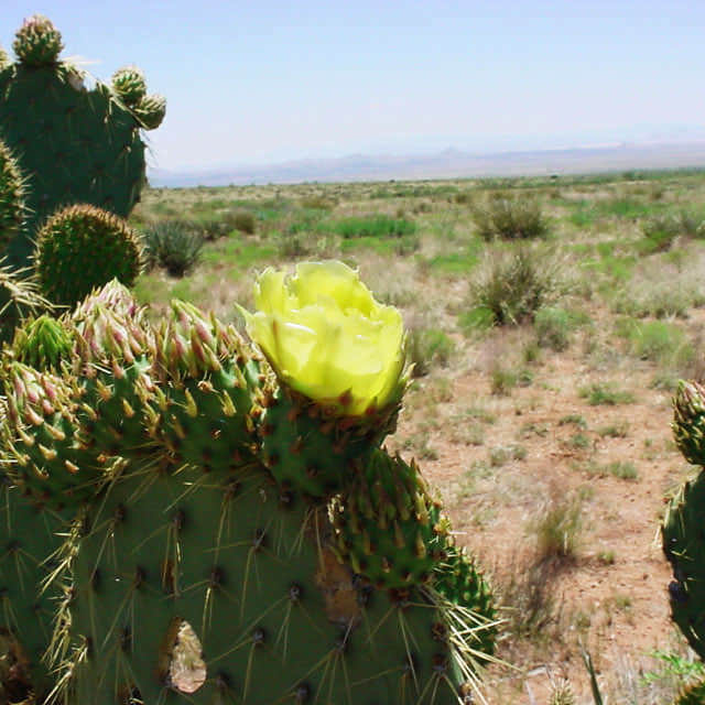 Opuntia chlorotica