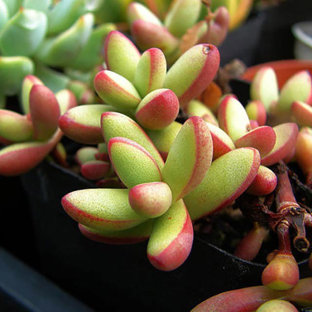 Crassula nudicaulis herrei Sticky Leaves