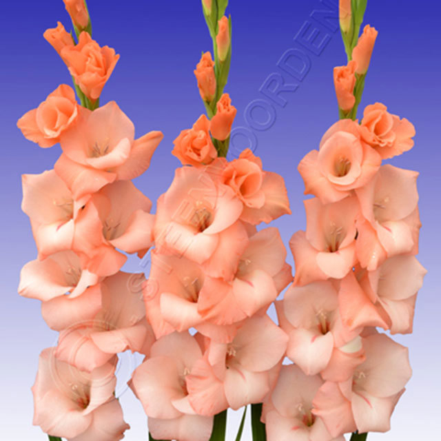 Gladiolus Cimarosa
