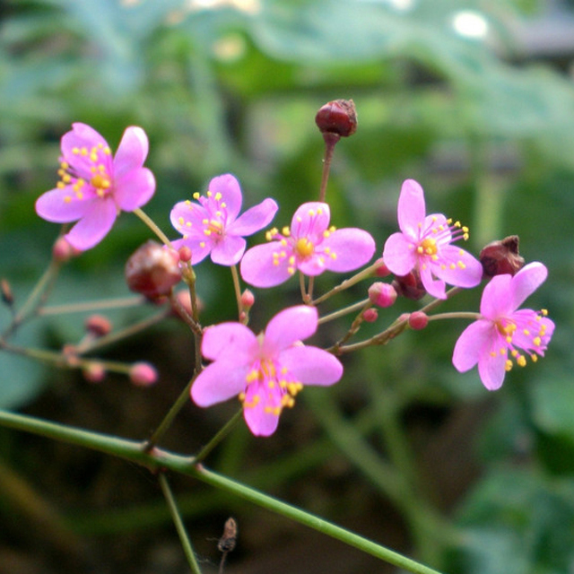Talinum paniculatum