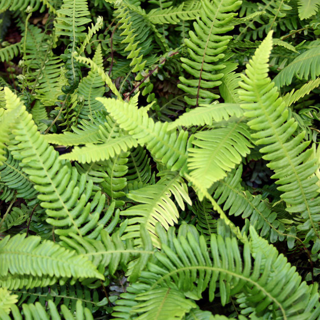 Blechnum Sword Fern