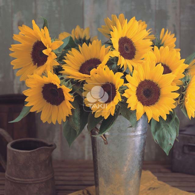 Helianthus annuus Premier F1 Orange