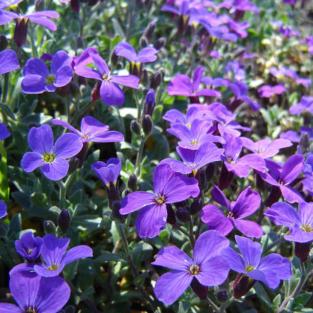 Aubrieta deltoidea