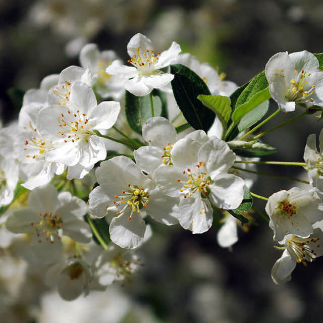 Malus sargentii White Powder