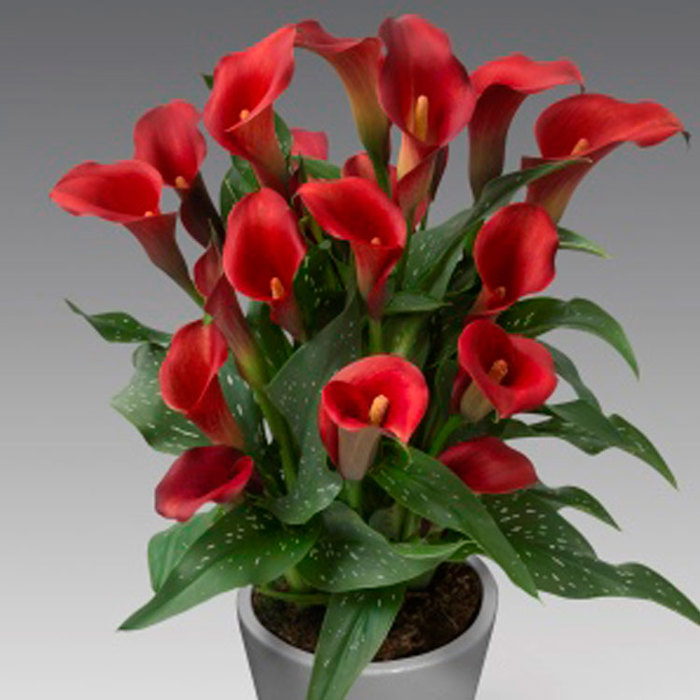 Zantedeschia Captain Tulsa