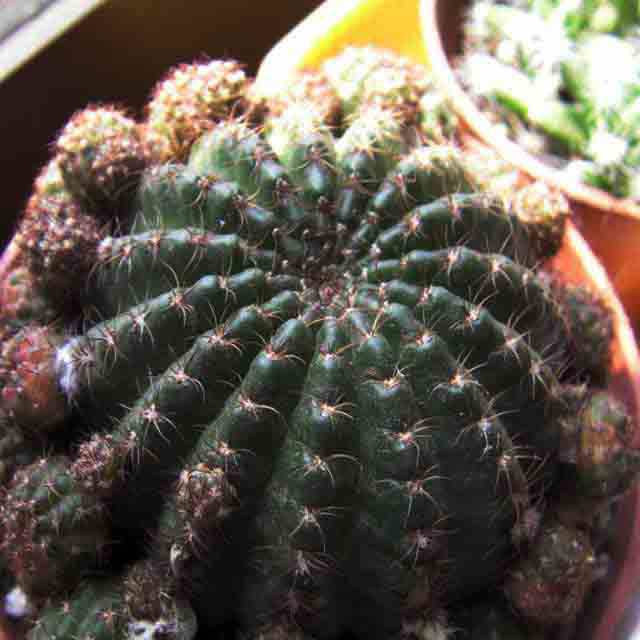 Lobivia arachnacantha Macchie bianche cotonose