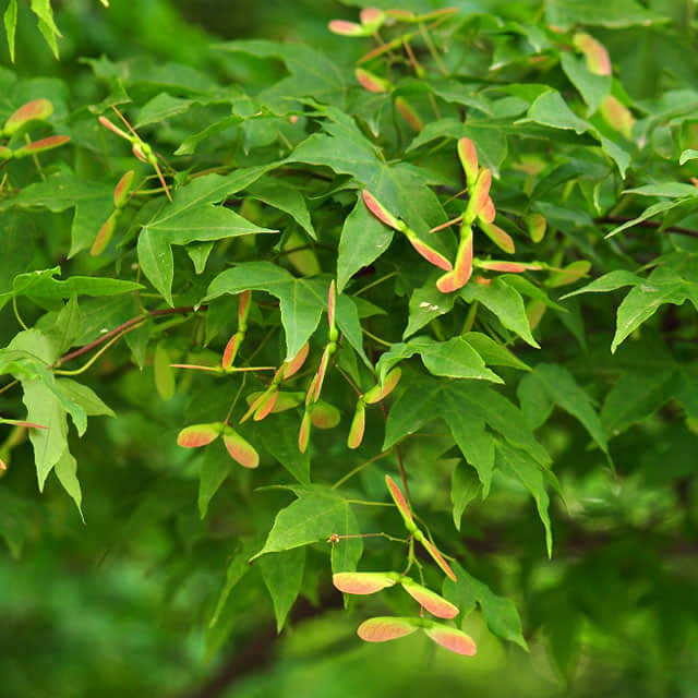Acer mono Sticky Leaves
