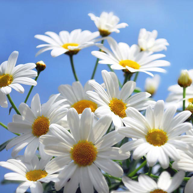 Bellis perennis Drooping Leaves