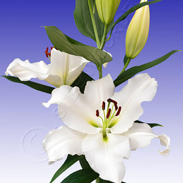 Lilium oriental Signem Fine Webbing