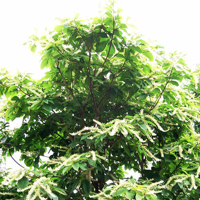 Clethra barbinervis