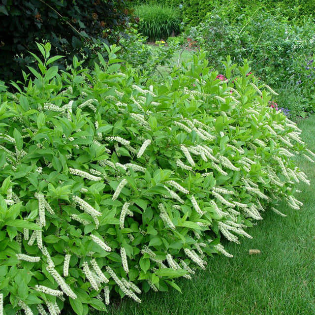 Itea chinensis