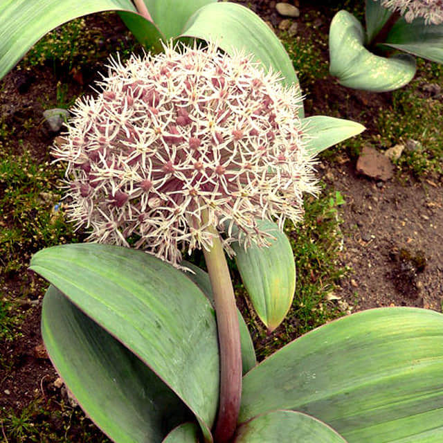 Allium karataviense