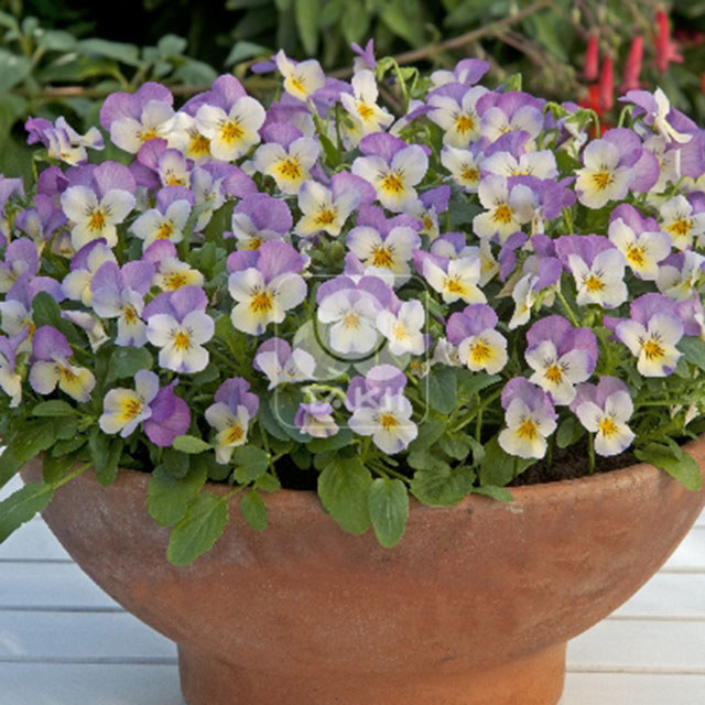 Viola Cornuta Pink Lemon Lip Leggy Stems