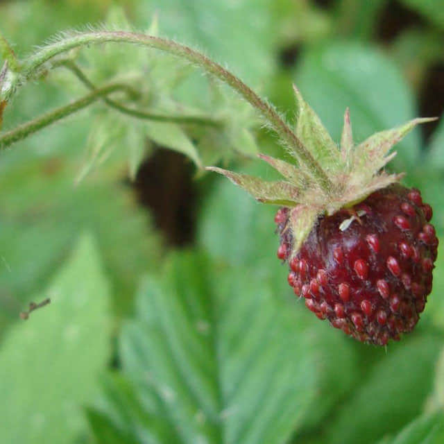 Fragaria moschata