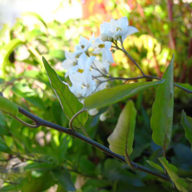 Solanum laxum
