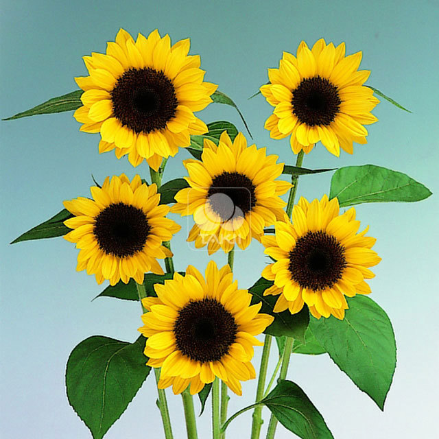 Helianthus annuus Sunrich Lemon Summer