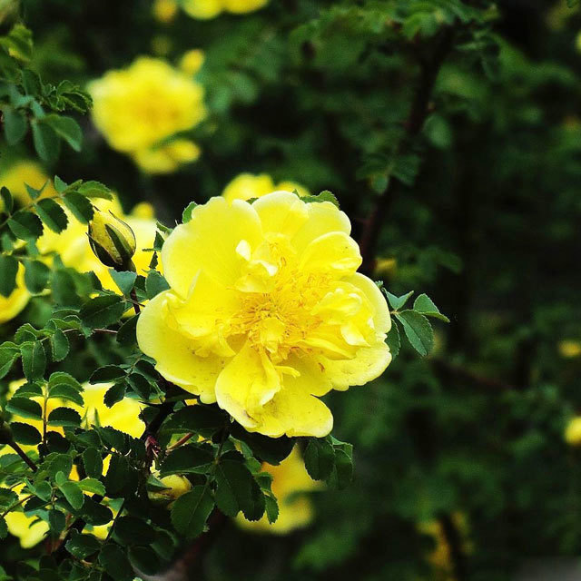 Rosa xanthina Sticky Leaves