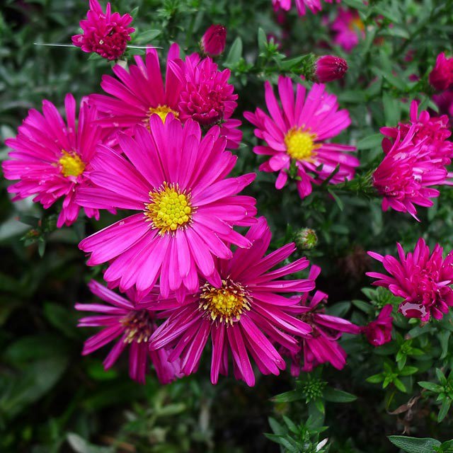 Aster novi-belgii