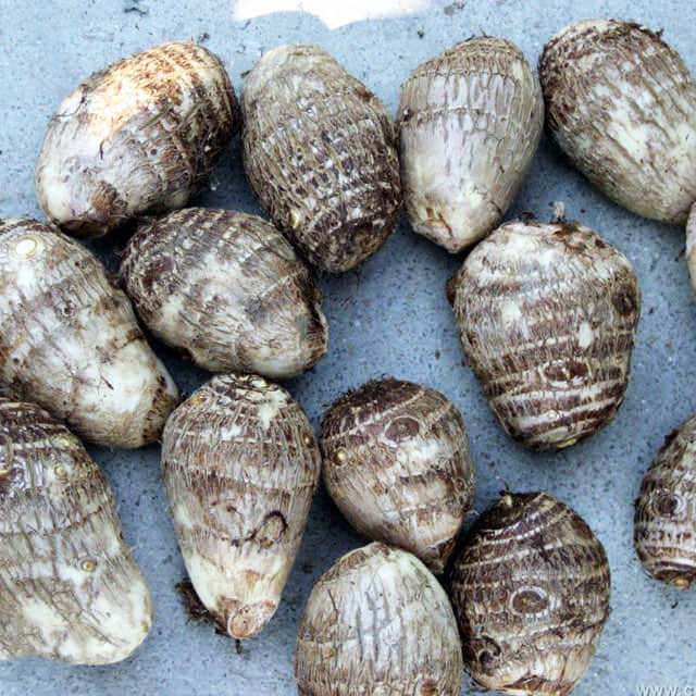 Colocasia esculenta Moscerini del terriccio