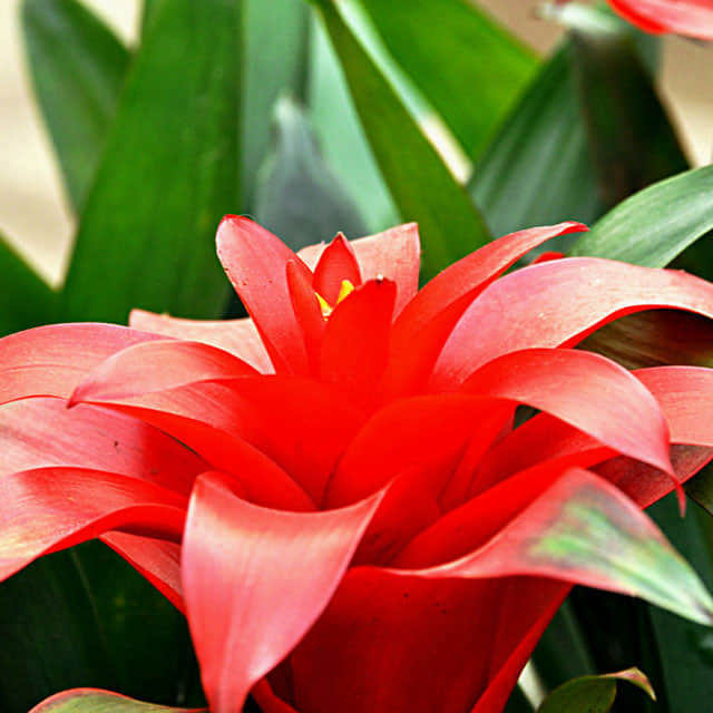 Guzmania lingulata Red Star