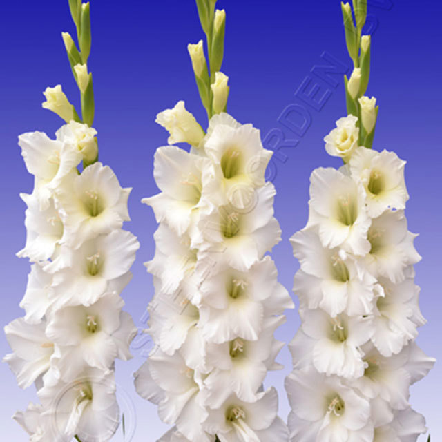 Gladiolus New Wave
