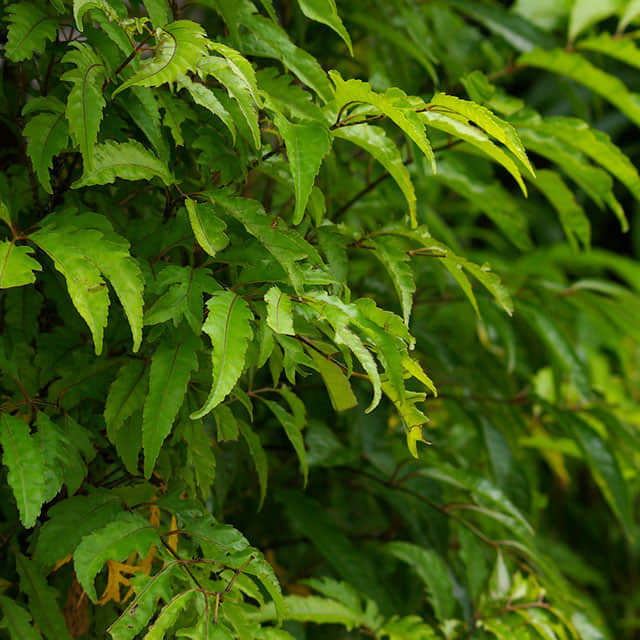 Polyscias fruticosa